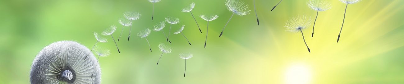 Images tagged "dandelion"