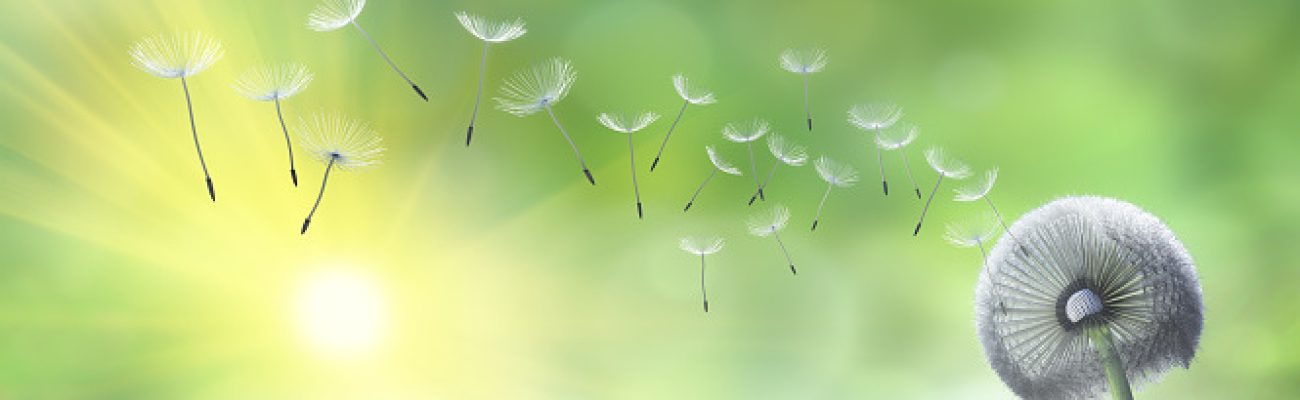 Dandelion blowing seeds in the sky with sunny garden background