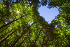 Canopy of Forest with Heart Shaped Hole showing Blue Sky